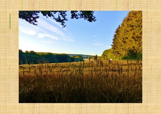Gruenvogels Landgasthof Zum Gruenen Baum Oberzent エクステリア 写真